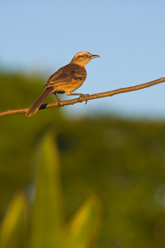 Cuckoo On Branch